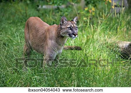 "Puma, Cougar or Mountain Lion (Felis concolor), adult, native to America, captive, England, United Kingdom, Europe" View Large Photo Image Stock Image - "Puma, Cougar or Mountain Lion (Felis concolor), adult, native to America, captive, England, United Kingdom, Europe". Fotosearch