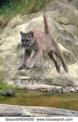 "Puma, Cougar or Mountain Lion (Felis concolor), adult, jumping over water, native to America, captive, England, United Kingdom, Europe" View Large Photo Image Stock Image - "Puma, Cougar or Mountain Lion (Felis concolor), adult, jumping over water, native to America, captive, England, United Kingdom, Europe". Fotosearch