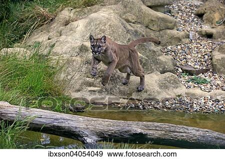 "Puma, Cougar or Mountain Lion (Felis concolor), adult, jumping over water, native to America, captive, England, United Kingdom, Europe" View Large Photo Image Stock Photo - "Puma, Cougar or Mountain Lion (Felis concolor), adult, jumping over water, native to America, captive, England, United Kingdom, Europe". Fotosearch