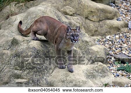 puma adulte puma adulte