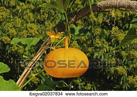 "Pumpkin flower and Pumpkin (Cucurbita maxima), Europe" View Large Photo Image Picture - "Pumpkin flower and Pumpkin (Cucurbita maxima), Europe". Fotosearch