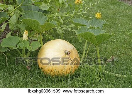 Stock Photo - Pumpkin in a garden. Fotosearch