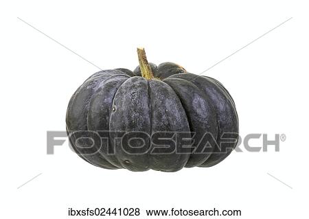 "Pumpkin """"musque de Provence"""" variety" View Large Photo Image Stock Photo - "Pumpkin """"musque de Provence"""" variety". Fotosearch