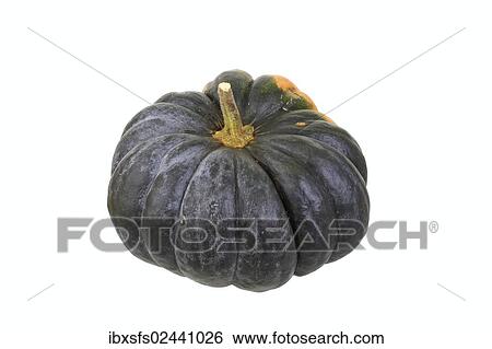 Stock Photograph - "Pumpkin """"Musque de Provence"""" variety". Fotosearch