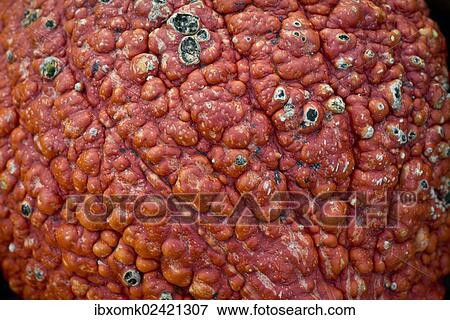 "Pumpkin or squash (Cucurbita), detail view of the shell, Baden-Wuerttemberg, Germany, Europe" View Large Photo Image Stock Photo - "Pumpkin or squash (Cucurbita), detail view of the shell, Baden-Wuerttemberg, Germany, Europe". Fotosearch