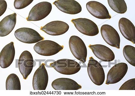 Pumpkin seeds from the Styrian Oil Pumpkin View Large Photo Image Stock Image - Pumpkin seeds from the Styrian Oil Pumpkin. Fotosearch