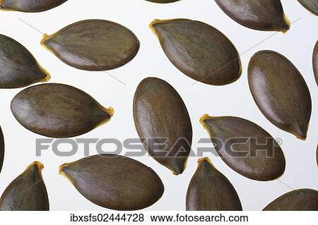 Pumpkin seeds from the Styrian Oil Pumpkin View Large Photo Image Stock Photo - Pumpkin seeds from the Styrian Oil Pumpkin. Fotosearch