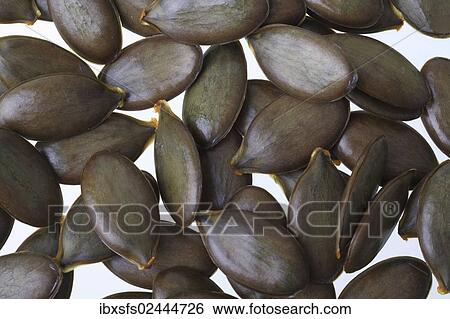 Stock Photograph - Pumpkin seeds from the Styrian Oil Pumpkin. Fotosearch