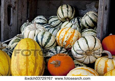 "Pumpkins and squashes at the autumn market, Granby, Eastern Townships, Quebec Province, Canada, North America" View Large Photo Image Stock Photo - "Pumpkins and squashes at the autumn market, Granby, Eastern Townships, Quebec Province, Canada, North America". Fotosearch