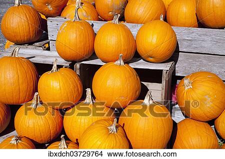 "Pumpkins at the autumn market, Granby, Eastern Townships, Quebec Province, Canada, North America" View Large Photo Image Picture - "Pumpkins at the autumn market, Granby, Eastern Townships, Quebec Province, Canada, North America". Fotosearch
