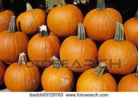 "Pumpkins at the autumn market, Granby, Eastern Townships, Quebec Province, Canada, North America" View Large Photo Image Stock Image - "Pumpkins at the autumn market, Granby, Eastern Townships, Quebec Province, Canada, North America". Fotosearch