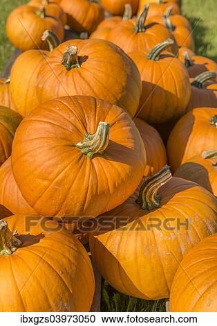 Stock Image - "Pumpkins, Austria, Europe". Fotosearch