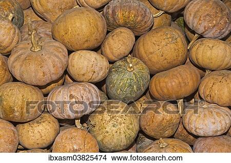 "Pumpkins (Cucurbita) for sale on a market, Chiang Mai, Thailand, Asia" View Large Photo Image Picture - "Pumpkins (Cucurbita) for sale on a market, Chiang Mai, Thailand, Asia". Fotosearch