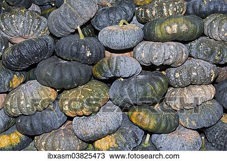 "Pumpkins (Cucurbita) for sale on at market, Chiang Mai, Thailand, Asia" View Large Photo Image Stock Image - "Pumpkins (Cucurbita) for sale on at market, Chiang Mai, Thailand, Asia". Fotosearch