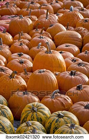 "Pumpkins (Cucurbita), Baden-Wuerttemberg, Germany, Europe" View Large Photo Image Stock Image - "Pumpkins (Cucurbita), Baden-Wuerttemberg, Germany, Europe". Fotosearch