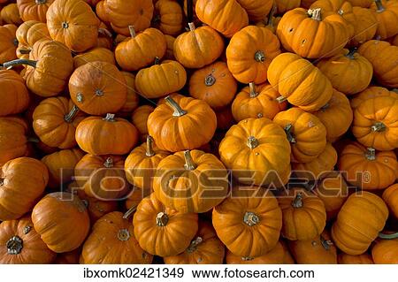 Stock Photo - "Pumpkins (Curcurbita), Baden-Wuerttemberg, Germany, Europe". Fotosearch