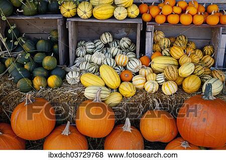 "Pumpkins, squashes and gourds at the autumn market, Granby, Eastern Townships, Quebec Province, Canada, North America" View Large Photo Image Stock Photo - "Pumpkins, squashes and gourds at the autumn market, Granby, Eastern Townships, Quebec Province, Canada, North America". Fotosearch