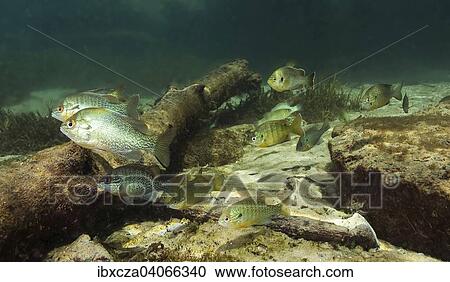 "Pumpkinseed, Pumpkinseed Sunfish (Lepomis gibbosus) in Rainbow River, Florida, United States, North America" View Large Photo Image Stock Image - "Pumpkinseed, Pumpkinseed Sunfish (Lepomis gibbosus) in Rainbow River, Florida, United States, North America". Fotosearch