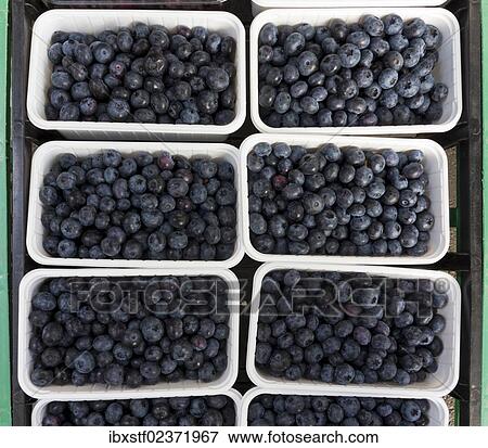 Punnets of blueberries View Large Photo Image Stock Photo - Punnets of blueberries. Fotosearch