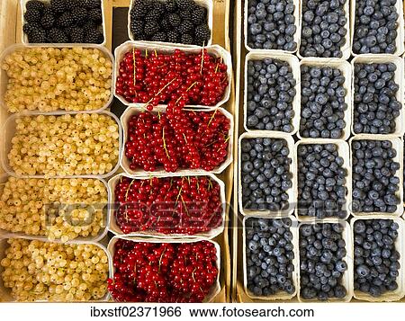 "Punnets of redcurrants, blueberries and blackberries" View Large Photo Image Stock Photograph - "Punnets of redcurrants, blueberries and blackberries". Fotosearch