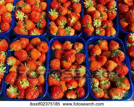 Punnets of strawberries View Large Photo Image Stock Photography - Punnets of strawberries. Fotosearch