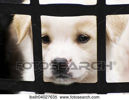 Puppy behind bars View Large Photo Image Stock Photography - Puppy behind bars. Fotosearch