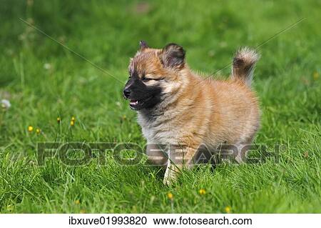 "Puppy, Icelandic Sheepdog (Canis lupus familiaris)" View Large Photo Image Stock Image - "Puppy, Icelandic Sheepdog (Canis lupus familiaris)". Fotosearch