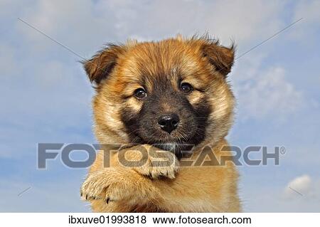 "Puppy, Icelandic Sheepdog (Canis lupus familiaris)" View Large Photo Image Stock Photo - "Puppy, Icelandic Sheepdog (Canis lupus familiaris)". Fotosearch