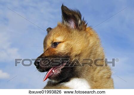 "Puppy, Icelandic Sheepdog (Canis lupus familiaris)" View Large Photo Image Stock Photograph - "Puppy, Icelandic Sheepdog (Canis lupus familiaris)". Fotosearch