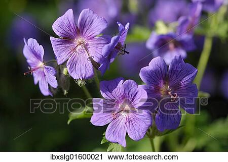 Purple blossoms of Meadow cranesbill (Geranium pratense) View Large Photo Image Stock Image - Purple blossoms of Meadow cranesbill (Geranium pratense). Fotosearch