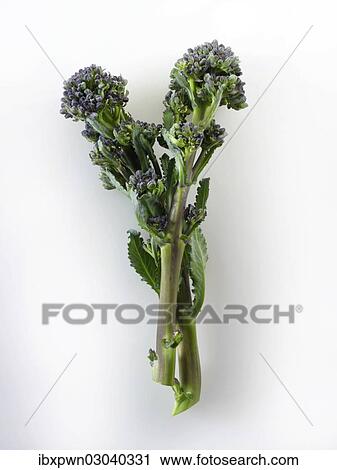 Purple broccoli spears View Large Photo Image Stock Image - Purple broccoli spears. Fotosearch