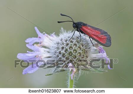 Purple Burnet moth (Mesembrynus purpuralis) View Large Photo Image Stock Photo - Purple Burnet moth (Mesembrynus purpuralis). Fotosearch