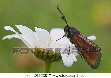 Purple Burnet moth (Mesembrynus purpuralis) View Large Photo Image Stock Photo - Purple Burnet moth (Mesembrynus purpuralis). Fotosearch