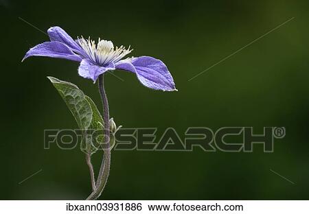 Purple Clematis (Clematis viticella 'Prince Charles') View Large Photo Image Stock Photograph - Purple Clematis (Clematis viticella 'Prince Charles'). Fotosearch