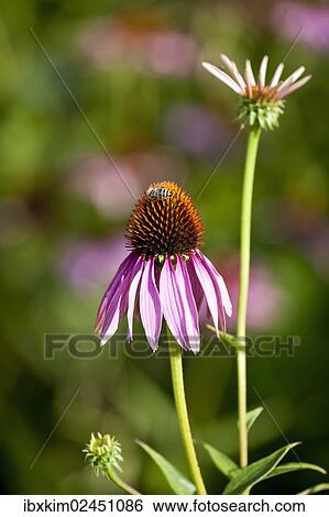 Purple Coneflower (Echinacea purpurea) View Large Photo Image Stock Photograph - Purple Coneflower (Echinacea purpurea). Fotosearch