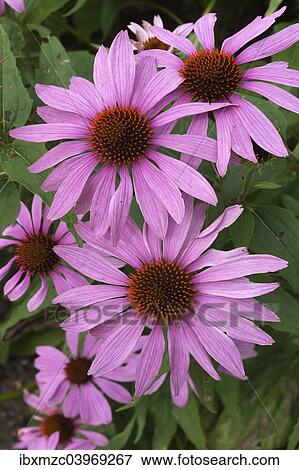 "Purple Coneflower (Echinacea purpurea), flowers, Germany, Europe" View Large Photo Image Stock Photo - "Purple Coneflower (Echinacea purpurea), flowers, Germany, Europe". Fotosearch