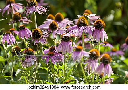 Purple Coneflowers (Echinacea purpurea) View Large Photo Image Picture - Purple Coneflowers (Echinacea purpurea). Fotosearch