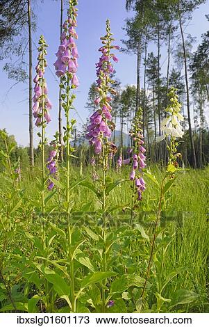 "Purple foxglove, Lady's glove (Digitalis purpurea), group of blossoms on a forest clearing area in a Scots pine forest (Pinus sylvestris), near Nicklheiml, Bavaria, Germany, Europe" View Large Photo Image Stock Image - "Purple foxglove, Lady's glove (Digitalis purpurea), group of blossoms on a forest clearing area in a Scots pine forest (Pinus sylvestris), near Nicklheiml, Bavaria, Germany, Europe". Fotosearch