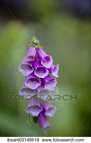 "Purple Foxglove or Lady's Glove (Digitalis purpurea), Waldhauser, Bavaria, Germany, Europe" View Large Photo Image Stock Photo - "Purple Foxglove or Lady's Glove (Digitalis purpurea), Waldhauser, Bavaria, Germany, Europe". Fotosearch