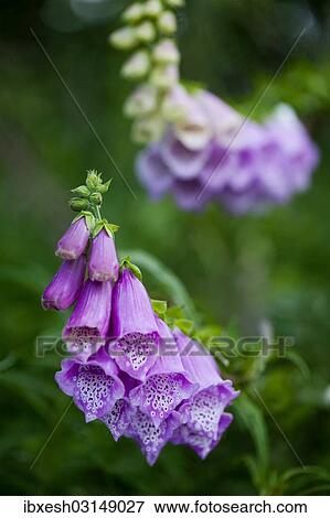 "Purple Foxglove or Lady's Glove (Digitalis purpurea), Waldhauser, Bavaria, Germany, Europe" View Large Photo Image Stock Photo - "Purple Foxglove or Lady's Glove (Digitalis purpurea), Waldhauser, Bavaria, Germany, Europe". Fotosearch