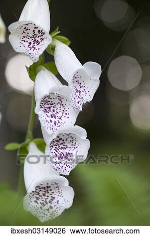 "Purple Foxglove or Lady's Glove (Digitalis purpurea), colour variation, Waldhauser, Bavaria, Germany, Europe" View Large Photo Image Stock Photograph - "Purple Foxglove or Lady's Glove (Digitalis purpurea), colour variation, Waldhauser, Bavaria, Germany, Europe". Fotosearch