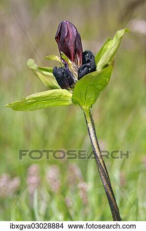"Purple gentian (Gentiana purpurea), Sanetschpass, Switzerland, Europe" View Large Photo Image Picture - "Purple gentian (Gentiana purpurea), Sanetschpass, Switzerland, Europe". Fotosearch