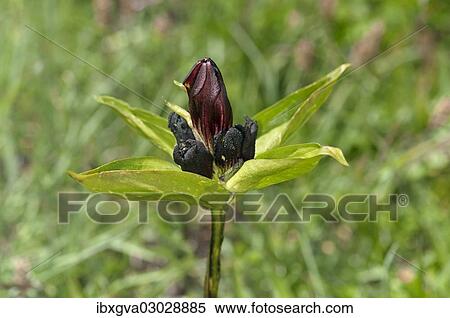 "Purple gentian (Gentiana purpurea), Sanetschpass, Switzerland, Europe" View Large Photo Image Stock Photography - "Purple gentian (Gentiana purpurea), Sanetschpass, Switzerland, Europe". Fotosearch