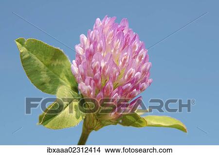 "Purple-globe clover, Owl-head clover (Trifolium alpestre), Baikal, Siberia, Russian Federation, Eurasia" View Large Photo Image Picture - "Purple-globe clover, Owl-head clover (Trifolium alpestre), Baikal, Siberia, Russian Federation, Eurasia". Fotosearch