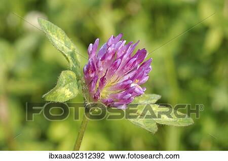 "Purple-globe clover, Owl-head clover (Trifolium alpestre), Baikal, Siberia, Russian Federation, Eurasia" View Large Photo Image Stock Image - "Purple-globe clover, Owl-head clover (Trifolium alpestre), Baikal, Siberia, Russian Federation, Eurasia". Fotosearch