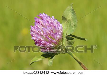 Stock Image - "Purple-globe clover, Owl-head clover (Trifolium alpestre), Baikal, Siberia, Russian Federation, Eurasia". Fotosearch