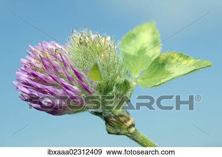 "Purple-globe clover, Owl-head clover (Trifolium alpestre), Baikal, Siberia, Russian Federation, Eurasia" View Large Photo Image Stock Photo - "Purple-globe clover, Owl-head clover (Trifolium alpestre), Baikal, Siberia, Russian Federation, Eurasia". Fotosearch