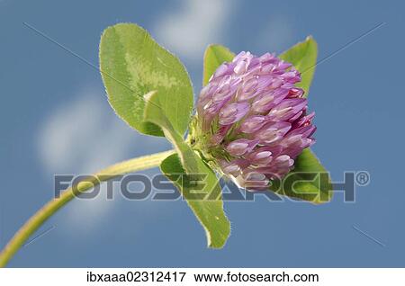"Purple-globe clover, Owl-head clover (Trifolium alpestre), Baikal, Siberia, Russian Federation, Eurasia" View Large Photo Image Stock Photo - "Purple-globe clover, Owl-head clover (Trifolium alpestre), Baikal, Siberia, Russian Federation, Eurasia". Fotosearch