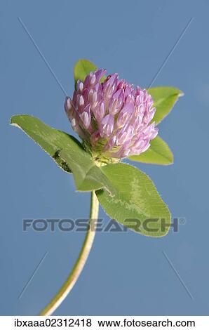 "Purple-globe clover, Owl-head clover (Trifolium alpestre), Baikal, Siberia, Russian Federation, Eurasia" View Large Photo Image Stock Photo - "Purple-globe clover, Owl-head clover (Trifolium alpestre), Baikal, Siberia, Russian Federation, Eurasia". Fotosearch