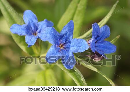 Stock Photo - "Purple Gromwell (Buglossoides purpurocaerulea, Lithospermum purpurocaeruleum), Crimea, Ukraine, Europe". Fotosearch